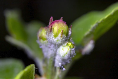 apple blossom 
