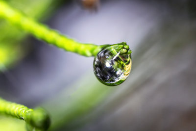 spring drop