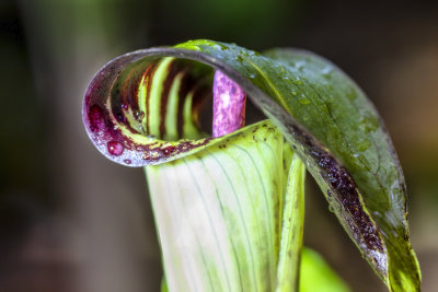 jack in the pulpit