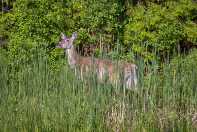 Morning visitor