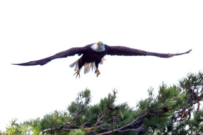 Eagle Flight