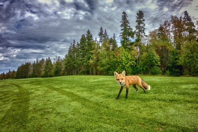 fox on the run