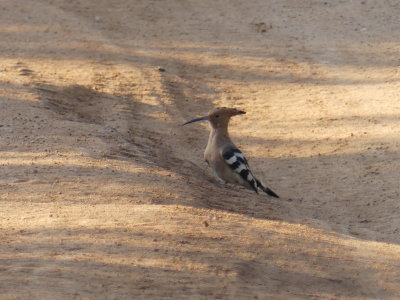 P1050944.JPG