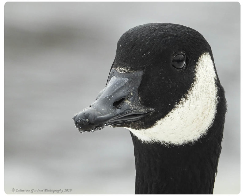 Canada Goose Portrait