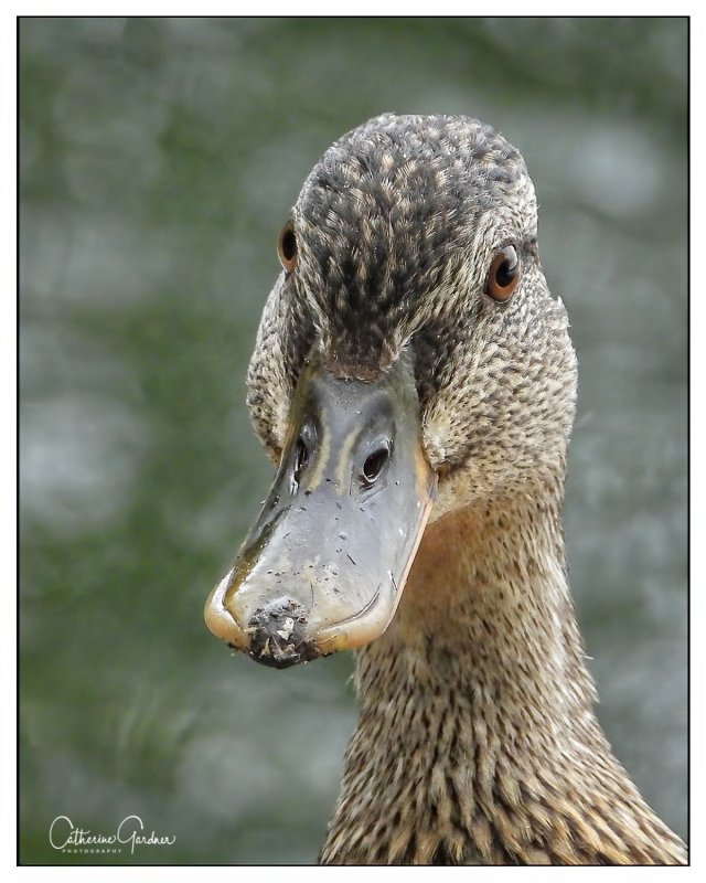 Mallare Hen - Staring Contest!