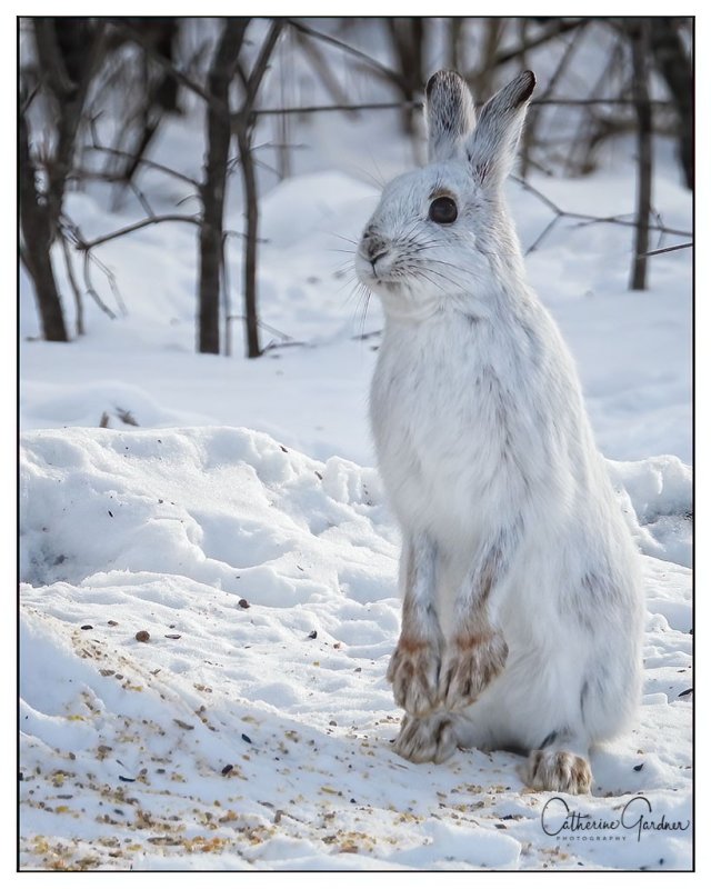 Snowshoe Hare