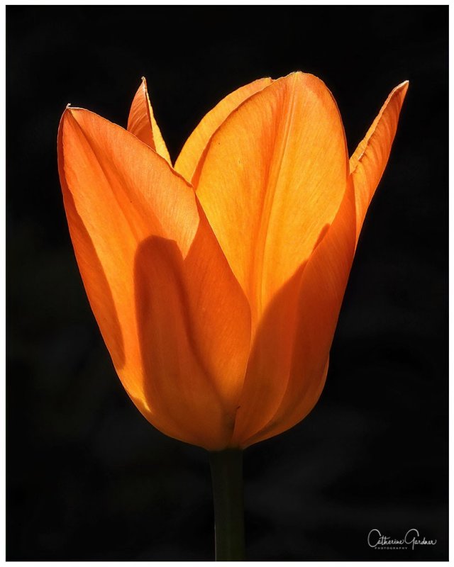 Tulip