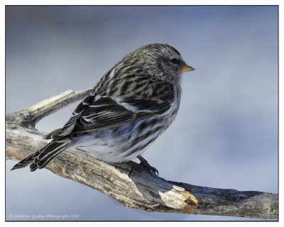 Common Redpoll (Adult F)