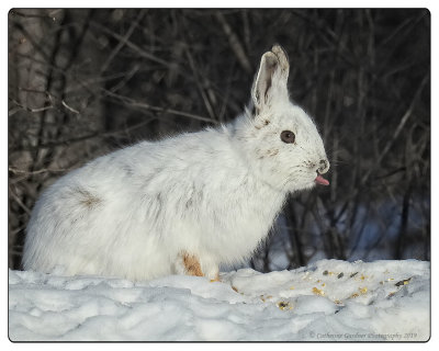 Snowshoe Hare