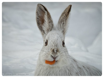 Snowshoe Hare With Treat