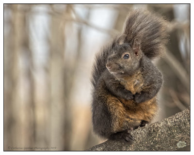 Multi Colored Squirrel