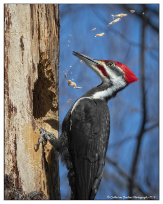 Pileasted Woodpecker (M)