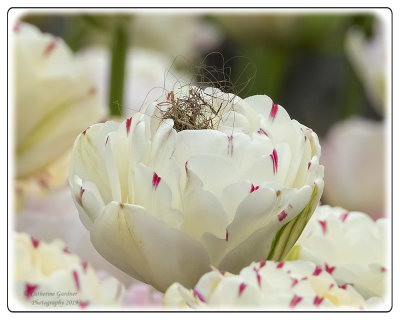 Tulip with nesting material