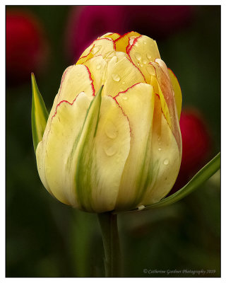 Tulip with Droplets
