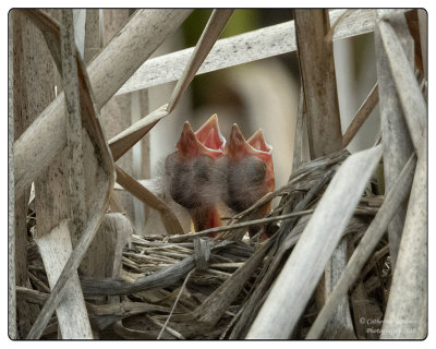 Red-wing Blackbird Nestlings