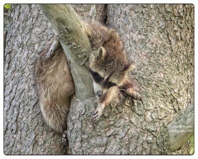 Mother Raccoon Taking A Break