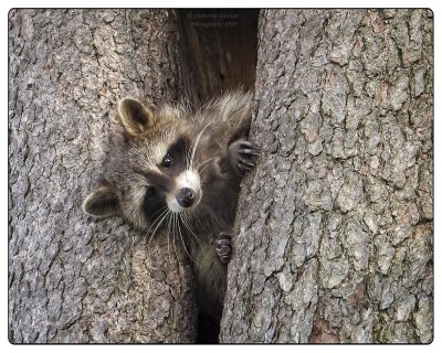 Mother Raccoon Leaving Nest