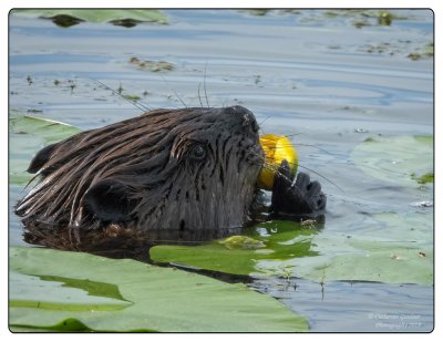 Beaver With Water Lily