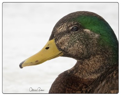 Male Mallard/Black Duck Hybrid
