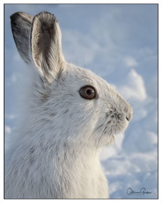 Snowshoe Hare Portrait