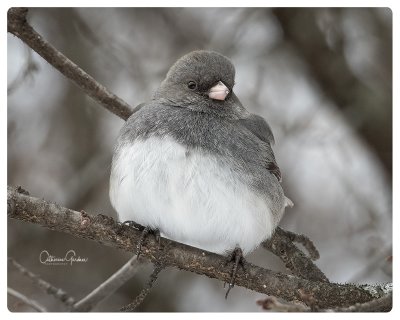 Dark Eyed Junco