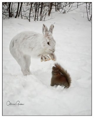Hare vs Squirrel