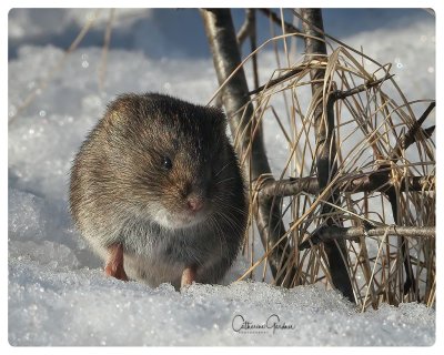 Vole
