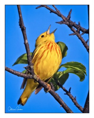American Yellow Warbler (Adult Male)