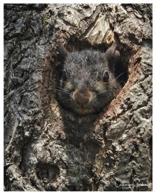 Black Squirrel Nest