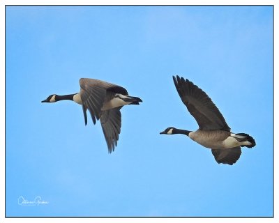 Geese In flight