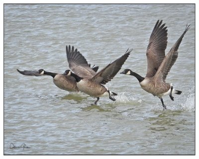 Geese Taking Off