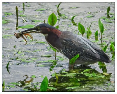 Green Heron With Snack