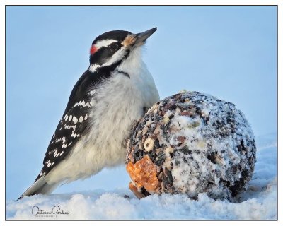Hairy Woodpecker (M) With Food Ball