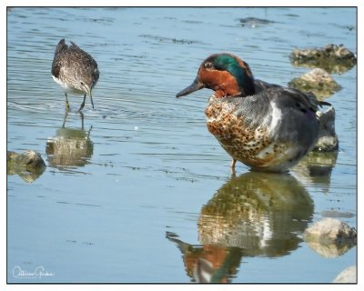 Male Green Teal & Solitary Sandpiper