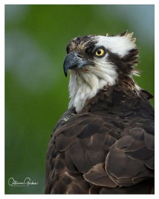 Osprey - Adult Female