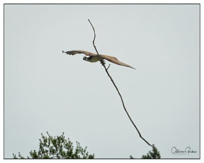 Osprey With Stick