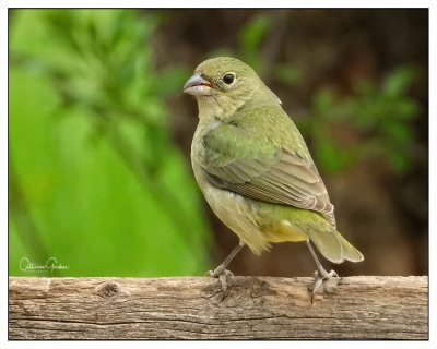 Painted Bunting (F)