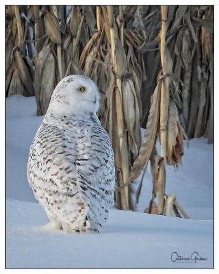 Snowy Owl (F) In Corn Field