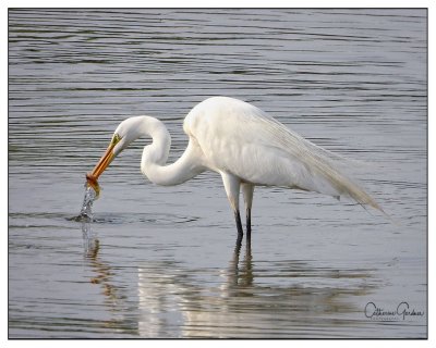 White Egret with Snack
