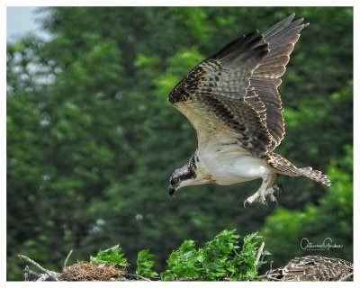 Osprey Chick - We have Lift Off