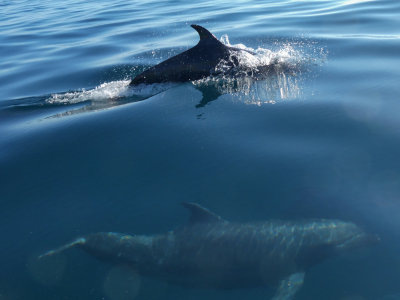 Dolphins above and below