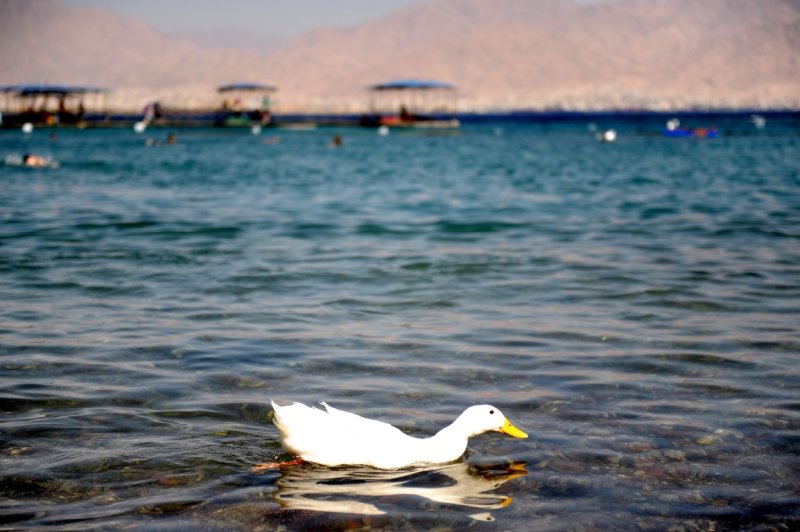 EILAT 2012_0462.jpg