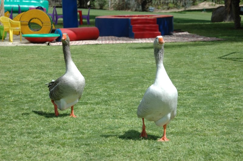 DSC_1832.JPG