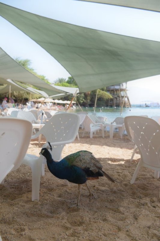 EILAT_2016_0004.JPG