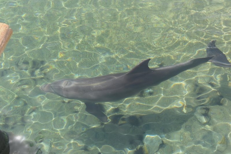 EILAT_2016_0112.JPG