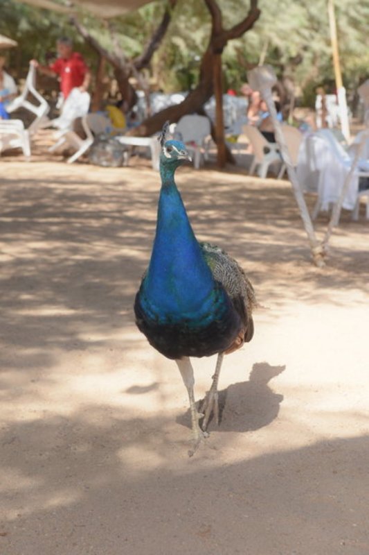EILAT_2016_0205.JPG
