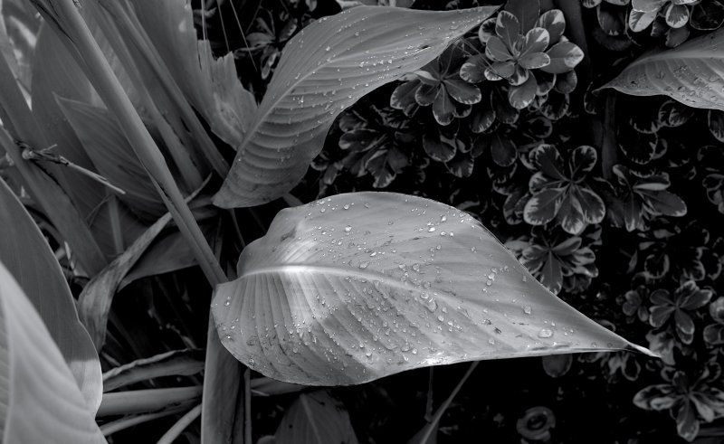 B&W (D).jpeg