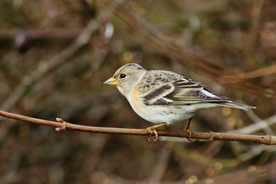 Brambling