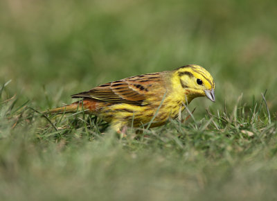 Yellowhammer