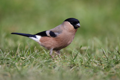 Bullfinch
